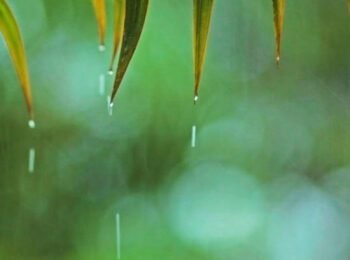 Relaxing Tune & At ease Rain Sounds: Relaxing Piano Tune, Sleep Tune, Soundless Tune ★148🍀