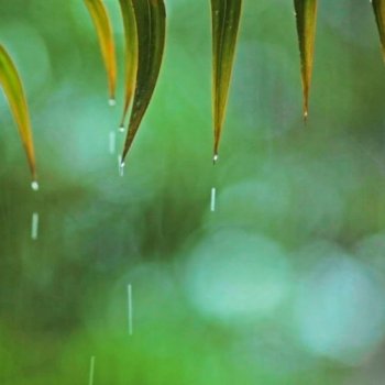 Relaxing Tune & At ease Rain Sounds: Relaxing Piano Tune, Sleep Tune, Soundless Tune ★148🍀