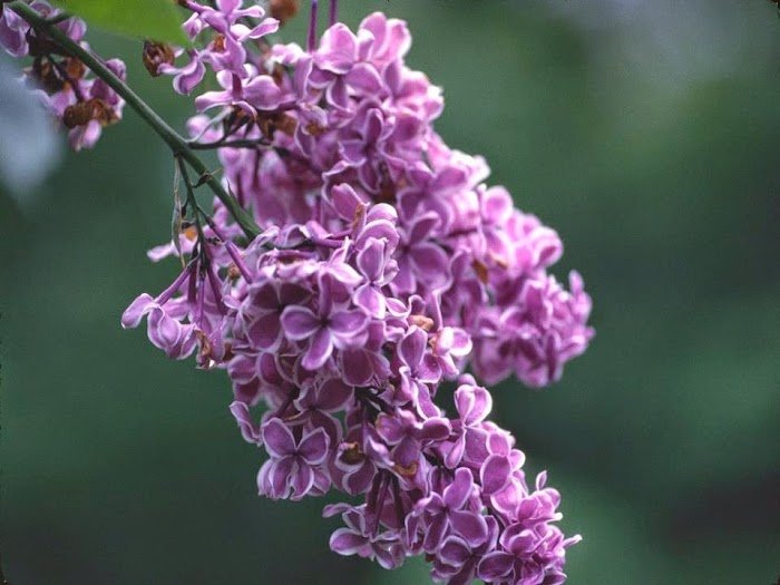 masajes Málaga