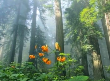Cushy Enjoyable Track Aloof Piano Track & Guitar Track (Sunny Mornings)