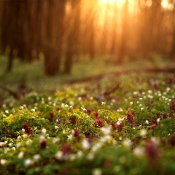 Stress-free Piano Song: Violin Song, Romantic Song, Beautiful Song, Soothing Sleep Song
