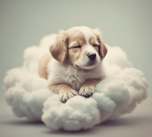 artworks S8Kh6gUH7ZpJA2QZ 8u9SWg t500x500 Musica para Perros - Canciones relajantes para Perros y Cachorros 37
