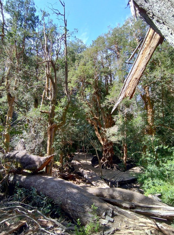 1740915762 648 Sendero de los Arrayanes Sendero de los Arrayanes