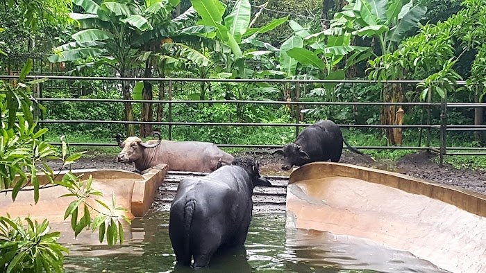 1743927614 232 Zoologico Nacional de Nicaragua Zoológico Nacional de Nicaragua