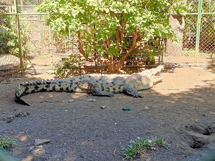 1743927614 322 Zoologico Nacional de Nicaragua Zoológico Nacional de Nicaragua