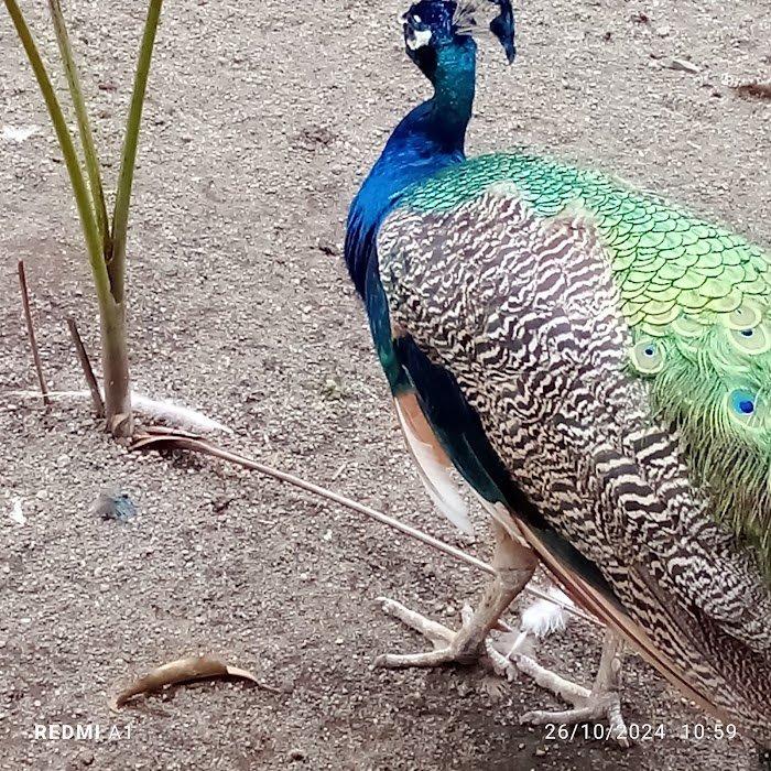 1743927615 86 Zoologico Nacional de Nicaragua Zoológico Nacional de Nicaragua