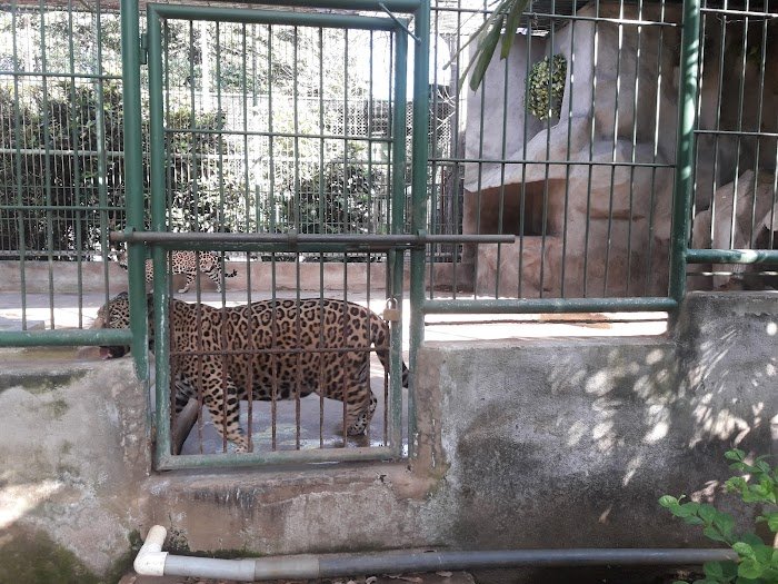 1743927615 898 Zoologico Nacional de Nicaragua Zoológico Nacional de Nicaragua