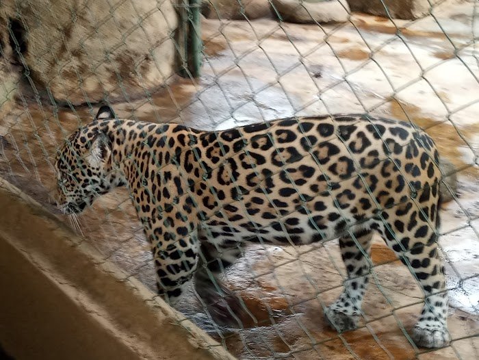 1743927616 222 Zoologico Nacional de Nicaragua Zoológico Nacional de Nicaragua